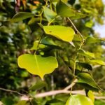 Rosewood Health Benefits