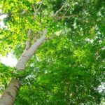 Rosewood In Cancer Treatment