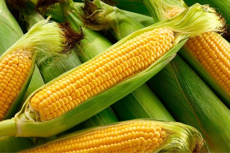 Sweet corn