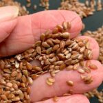 flax seeds nutrition