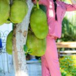 A Fruit That Hydrates the Body