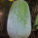 Ash Gourd A Traditional Cooling Agent