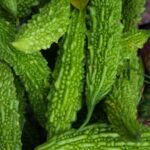 Bitter Gourd_ A Detoxifying and Cooling Vegetable