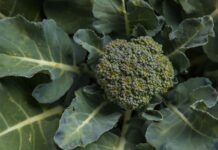 బ్రోకలి: పోషకాలు మరియు అరోగ్య ప్రయోజనాలు Broccoli Nutrition_ The Health Benefits