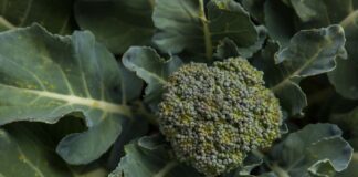 బ్రోకలి: పోషకాలు మరియు అరోగ్య ప్రయోజనాలు - Broccoli Nutrition: The Health Benefits of This Superfood Broccoli Nutrition_ The Health Benefits