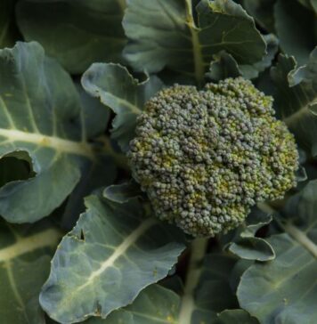 బ్రోకలి: పోషకాలు మరియు అరోగ్య ప్రయోజనాలు Broccoli Nutrition_ The Health Benefits