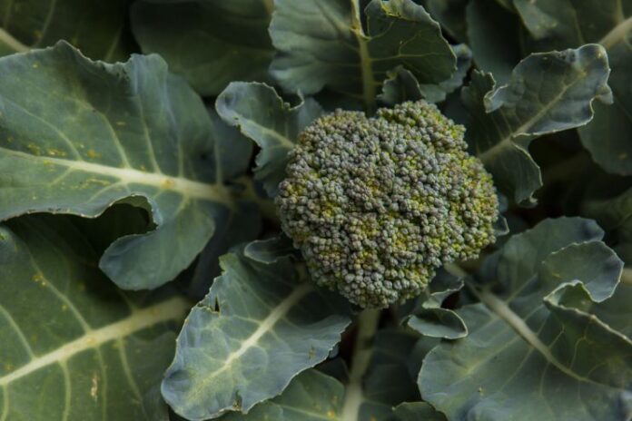Broccoli Nutrition_ The Health Benefits