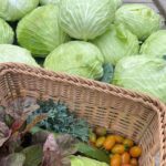 Cabbage Rich in Water and Nutrients