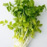 Celery Hydration Packed with Electrolytes