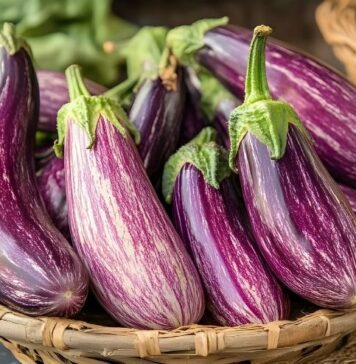 పొడుగు వంకాయ నిరూపిత ఆరోగ్య ప్రయోజనాలు తెలుసా? Health Benefits of Eggplant You Need to Know