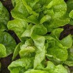 Lettuce A Cooling Leafy Vegetable