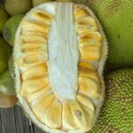 Seasonal Growth Pattern The jackfruit