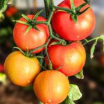 Tomato Packed with high levels of antioxidants