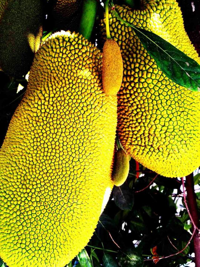 పనసకాయ ఎందుకు అత్యుత్తమ వేసవి పండు?