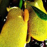 jackfruit in summer