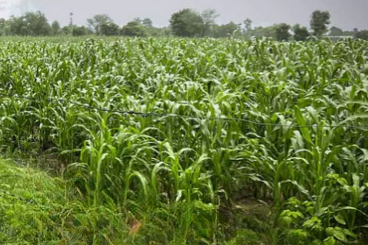 India’s Growing Millet Movement