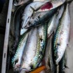 Limit fish containing mercury