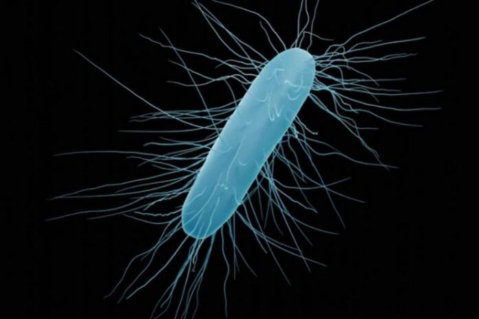 What Is Clostridioides difficile What Is Clostridioides difficile