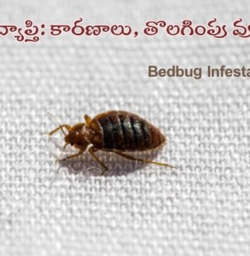 నల్లుల వ్యాప్తి: కారణాలు మరియు తొలగింపు వ్యూహాలు Bedbug Infestation