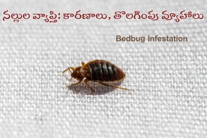 Bedbug Infestation Bedbug Infestation