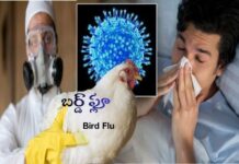 బర్డ్ ఫ్లూ: కారణాలు, లక్షణాలు, నివారణ Bird flu_ Causes, Symptoms