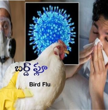 బర్డ్ ఫ్లూ: కారణాలు, లక్షణాలు, నివారణ Bird flu_ Causes, Symptoms