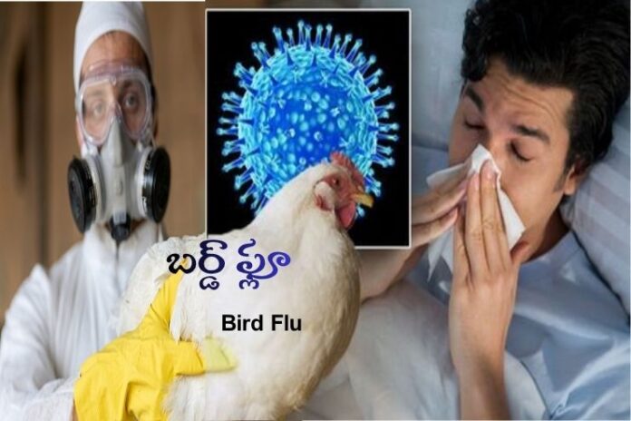 Bird flu_ Causes, Symptoms