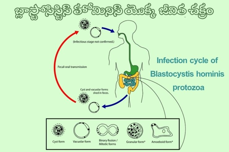 Blastocystis hominis protozoa
