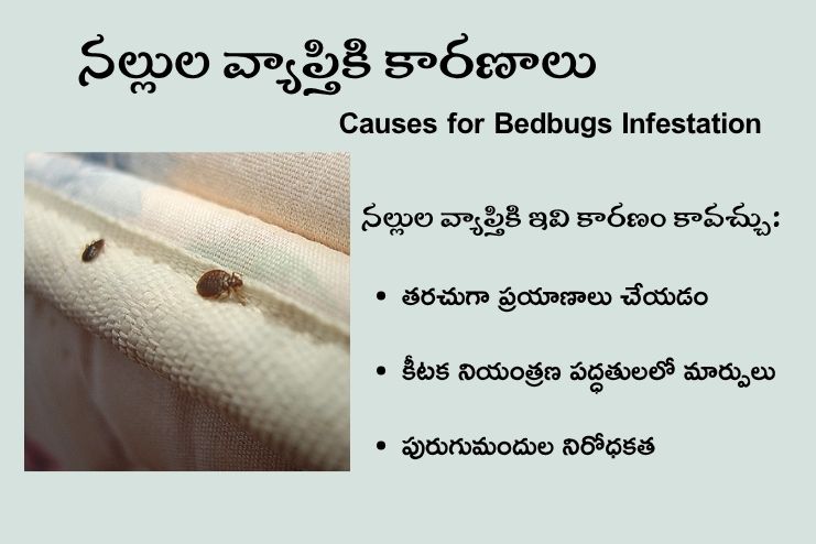 Causes of Bedbug Infestation