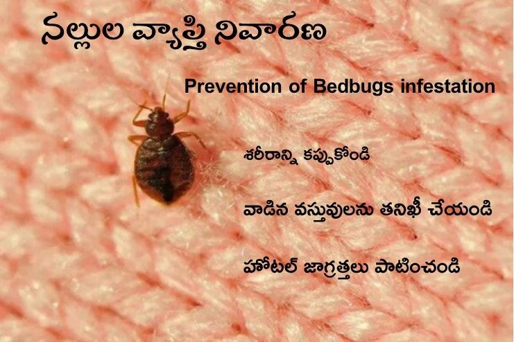 Prevention of Bedbugs