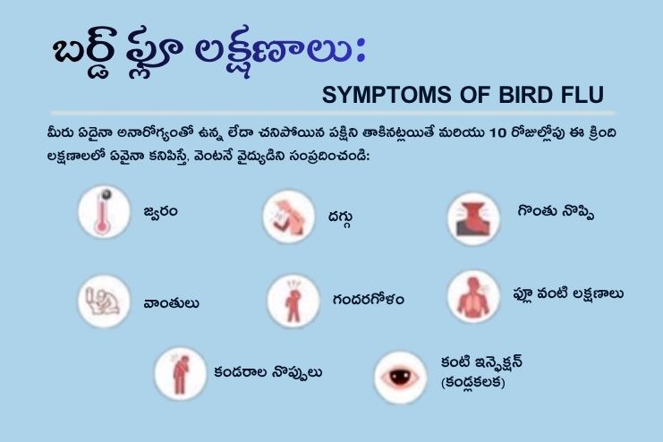 Symptoms of Bird Flu